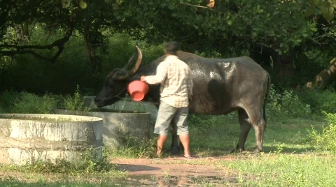 Watering buffalo 7 Stock Footage 484900