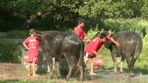Watering buffalo 8 Stock Footage 484897