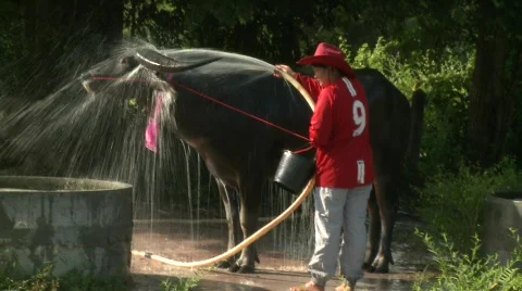 Watering buffalo 9 Stock Footage 484895