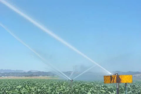 Watering cabbage crops Stock Photos
