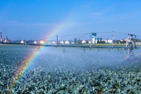 Watering a cabbage field Stock Photos