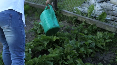 Watering cabbage in the garden 2 Stock Footage 41681828