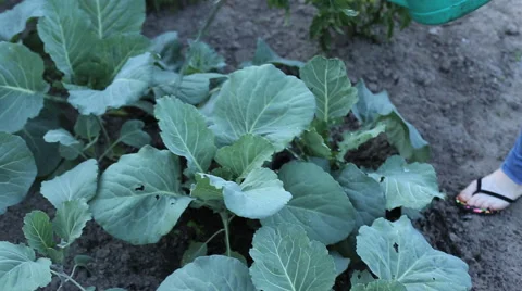 Watering cabbage in the garden Stock Footage 41681786