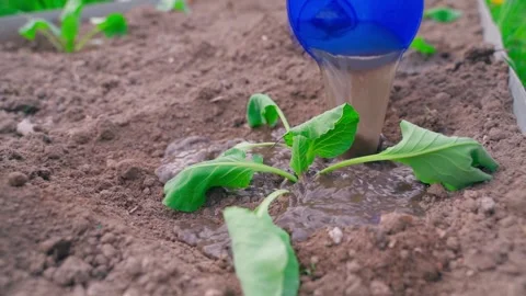 Watering cabbage seedlings close-up in slow motion Stock Footage 310765045