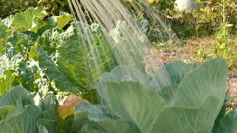 Watering cabbage from a watering can Stock Footage 79412133