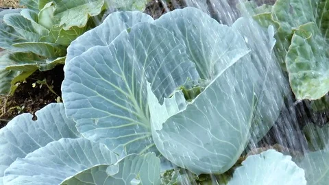 Watering cabbage from a watering can Stock Footage 79540233