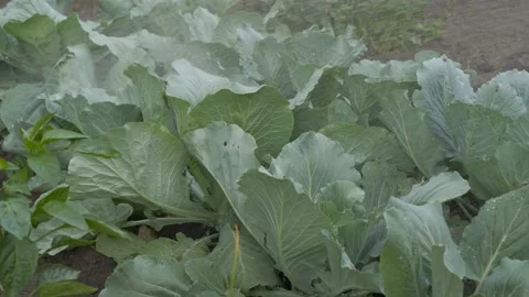 Watering cabbage white-rolled. Caring for the vegetable garden. 스톡 동영상 135459626