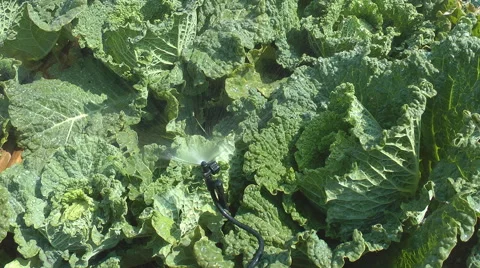 Watering the cabbages Stock Footage 42380645