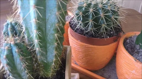 Watering cactus Stock Footage 45936999