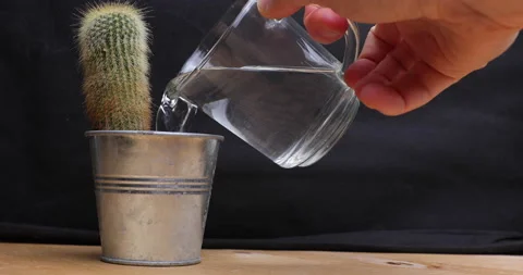 Watering cactus Stock Footage 156859990