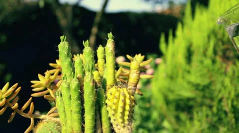 Watering cactus in a garden Stock Footage 22979046