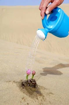 Watering a cactus Stock Photos