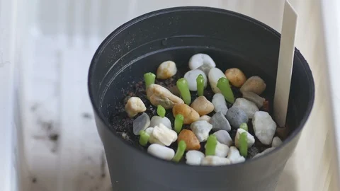 Watering cactus seedling Stock Footage 112561428