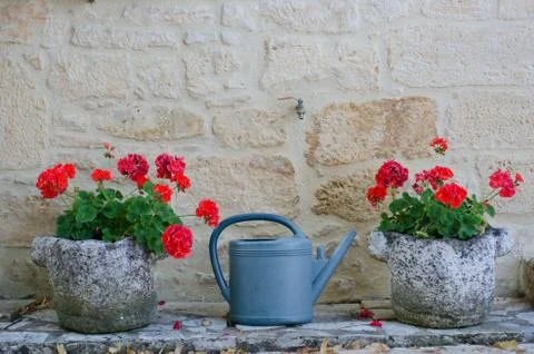Watering can between two planters full of geraniums Stock Photos