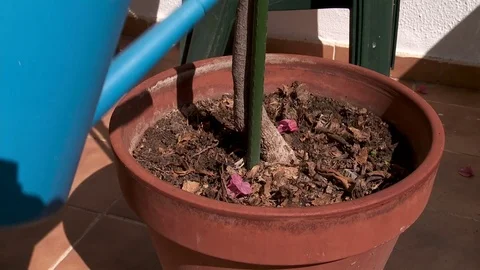 Watering can Stock Footage 73347713
