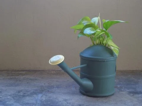 Watering Can with a growing plant. Cement and wood background. Save Water Stock Photos