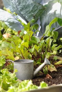 Watering can in a patch Stock Photos