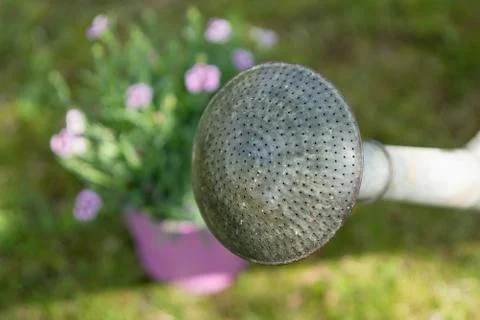 Watering can Stock Photos