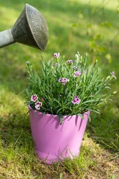Watering can Stock Photos