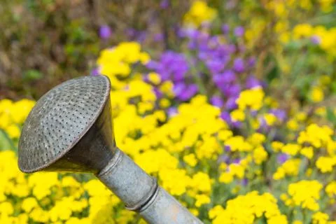 Watering can Stock Photos