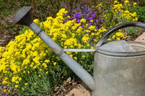 Watering can Stock Photos