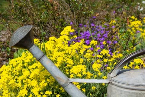 Watering can Stock Photos