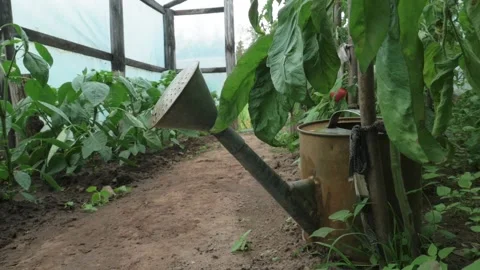 Watering can stands on the ground among green plants in a greenhouse Stock Footage