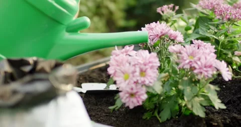 Watering Can Tilting Over Pink Chrysanthemums in a Flower Bed Stock-Footage 340294631