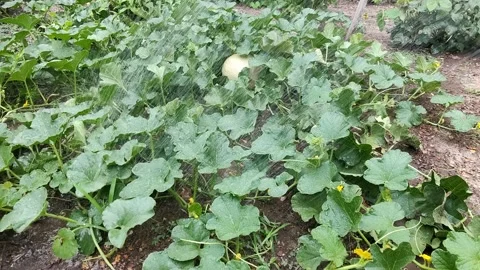 Watering the Cantaloupe 4K Stock Footage 206490749