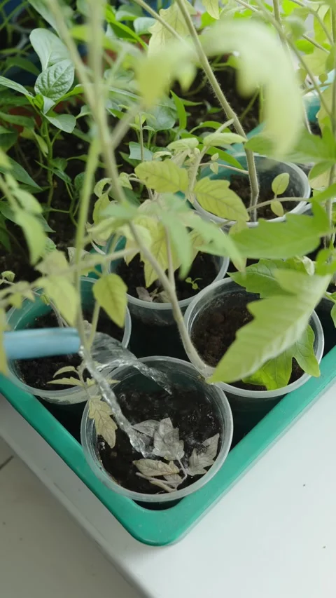 Watering is carried out with a thin stream of water from a watering can Stock Footage 336799331