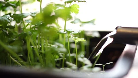 Watering Celery Seedling Stock Footage 88922172