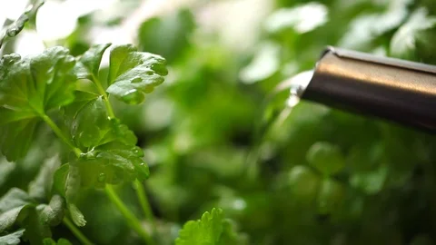 Watering Celery Seedling Stock Footage 88922204