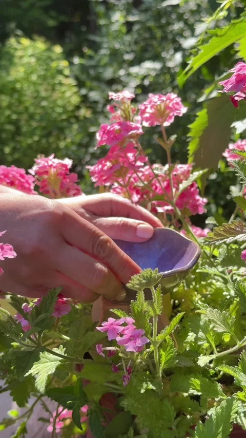 Watering Ceramic Bird Bath in Blooming Summer Garden Vídeos de archivo 337344458
