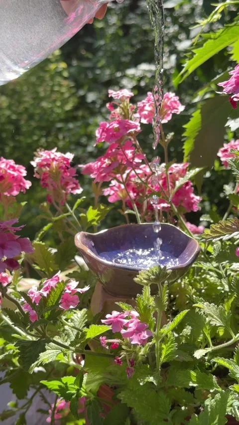Watering Ceramic Bird Bath in Blooming Summer Garden Vídeo Stock 337344473