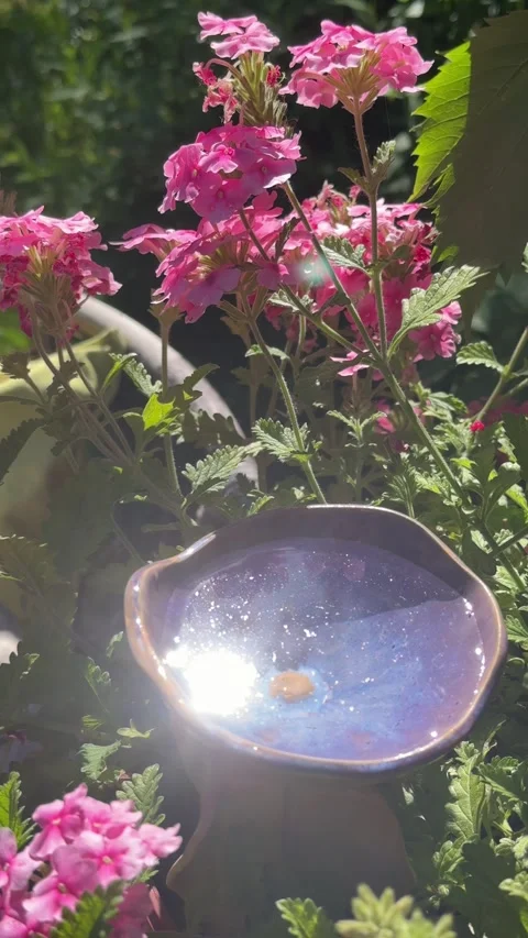 Watering Ceramic Bird Bath in Blooming Summer Garden Vídeo Stock 337344481