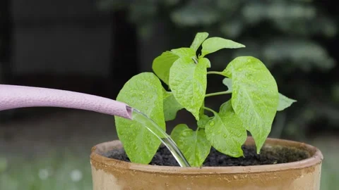 Watering a chili plant Stock Footage
