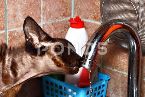 Watering closeup Stock Photos