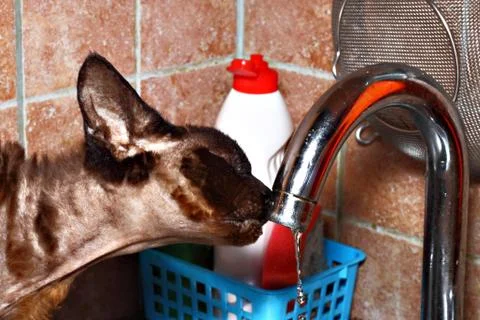 Watering closeup Stock Photos