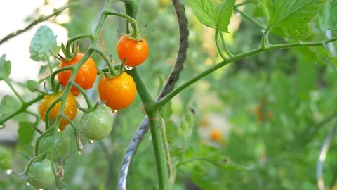 Watering a cluster of red ripe cherry tomatoes. Close-up shot. Stock Footage 112728759