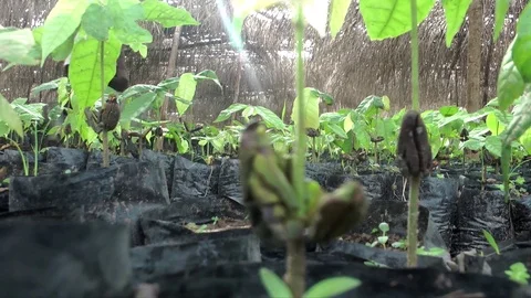 Watering cocoa nursery Stock Footage 80615851