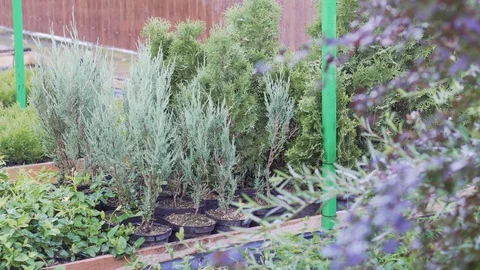 Watering conifers outdoor, hydroponic system in the work on the farm Stock Footage 113861053