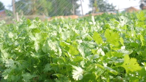Watering Coriander in the backyard vegetable plot. Vídeos de archivo 247271082