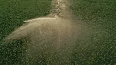 Watering on corn farm. Irrigation system in function watering agricultural Video stock 300440455