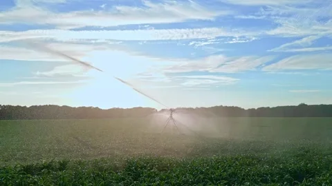 Watering on corn farm. Irrigation system in function watering agricultural 動画素材 303965040
