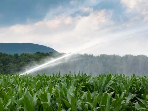 Watering corn field Stock Photos
