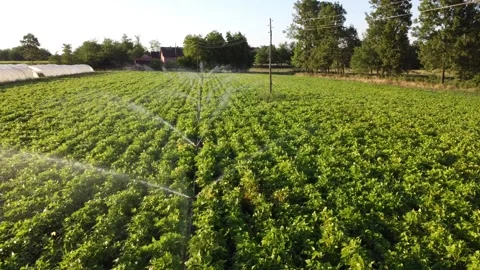 Watering corn field in spring, view from above. Areal drone view Stock Footage 267047575