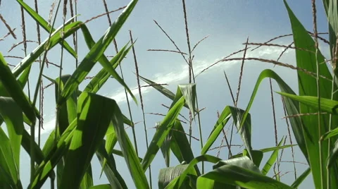 Watering A Corn Field Using High Pressured Sprinkler Stock Footage 67167184