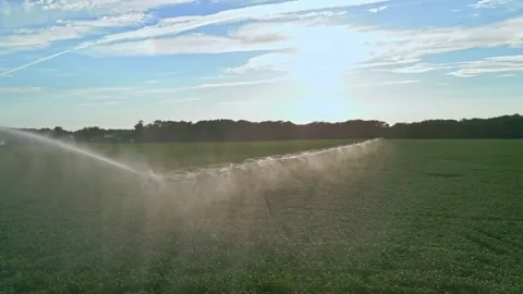 Watering on corn field. Water system in function watering agricultural plants 스톡 동영상 306435726