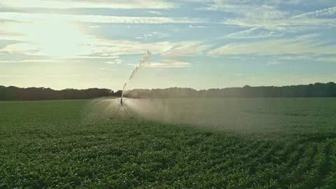 Watering on corn field. Water system in function watering agricultural plants 스톡 동영상 312764730
