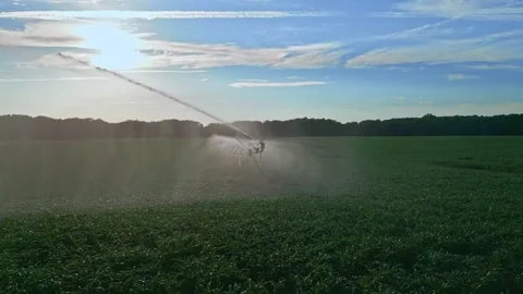 Watering on corn field. Water system in function watering agricultural plants Video stock 315610247